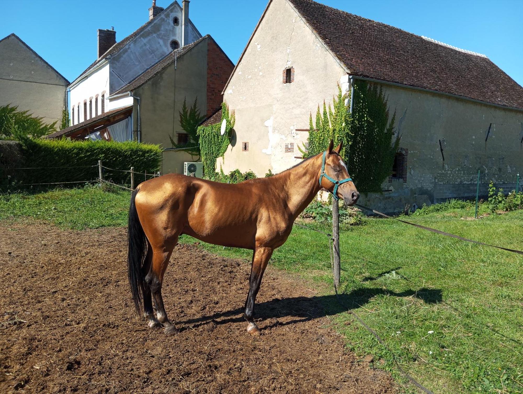 Le Moulin Neuf * Brienon-sur-Armancon